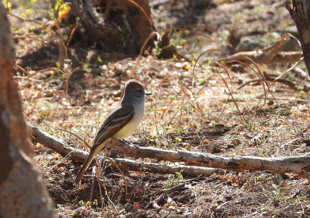 Ash-throated Flycatcher - ML616872822