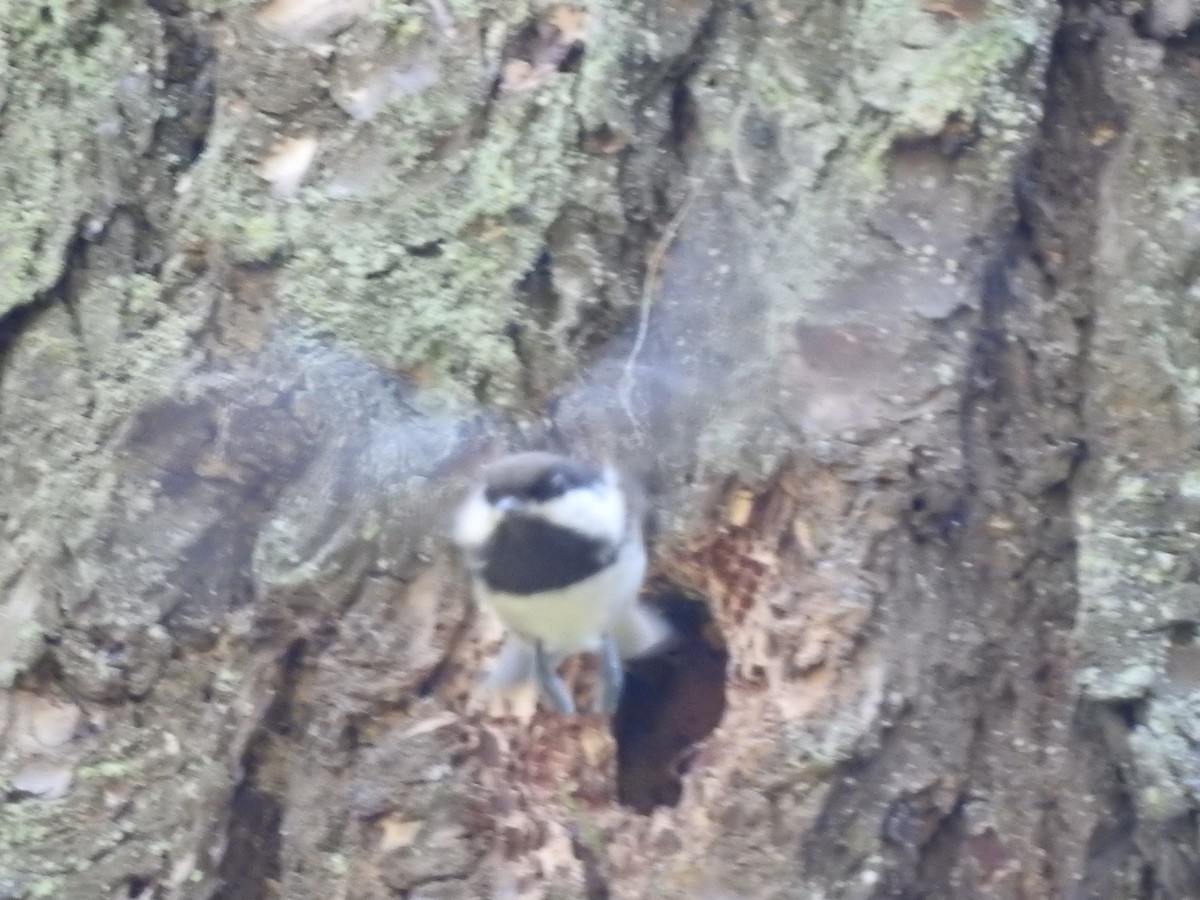 Black-capped Chickadee - ML616872841