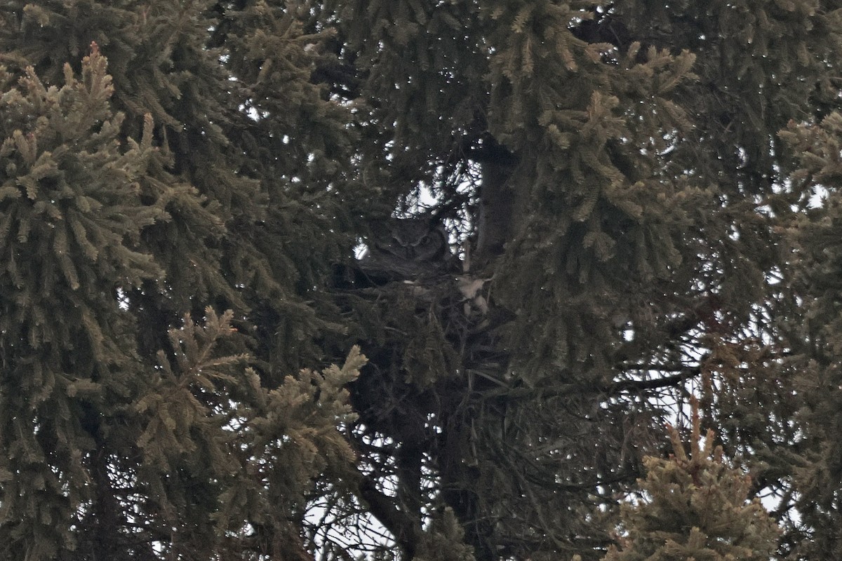 Great Horned Owl - Claude Auchu