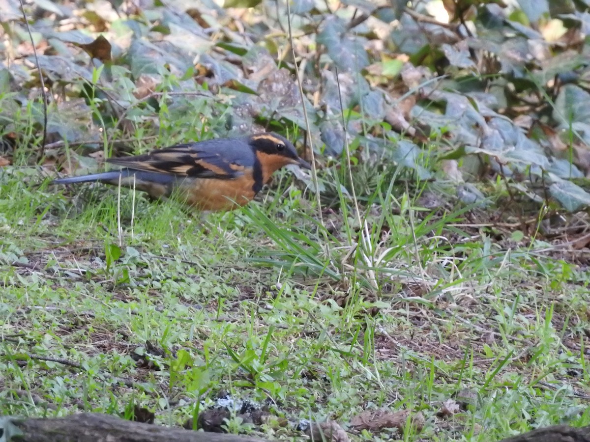 Varied Thrush - ML616872857