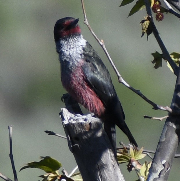 Lewis's Woodpecker - ML616872862