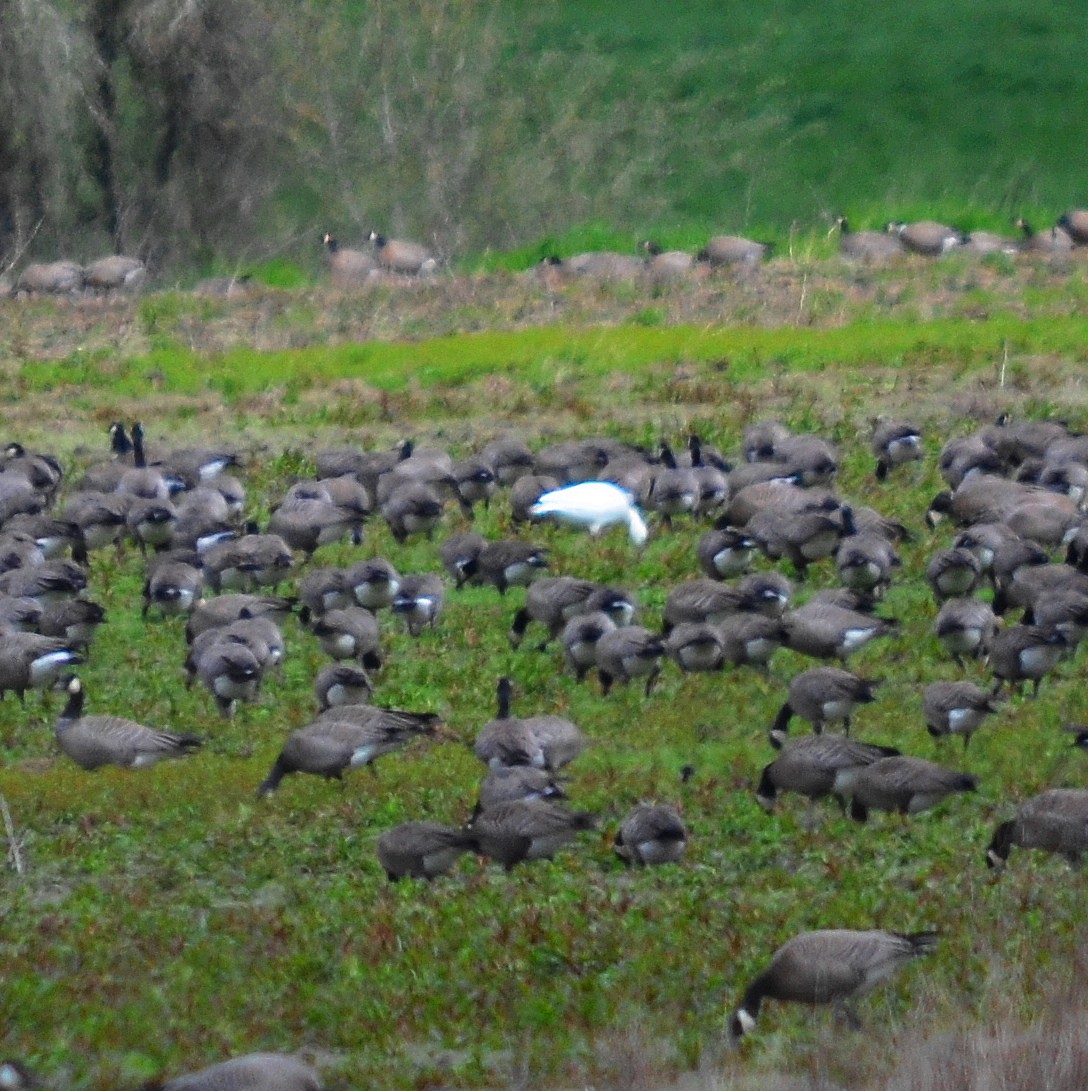 Ross's Goose - ML616872865