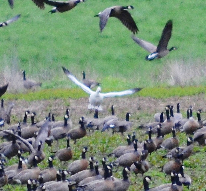 Ross's Goose - ML616872868