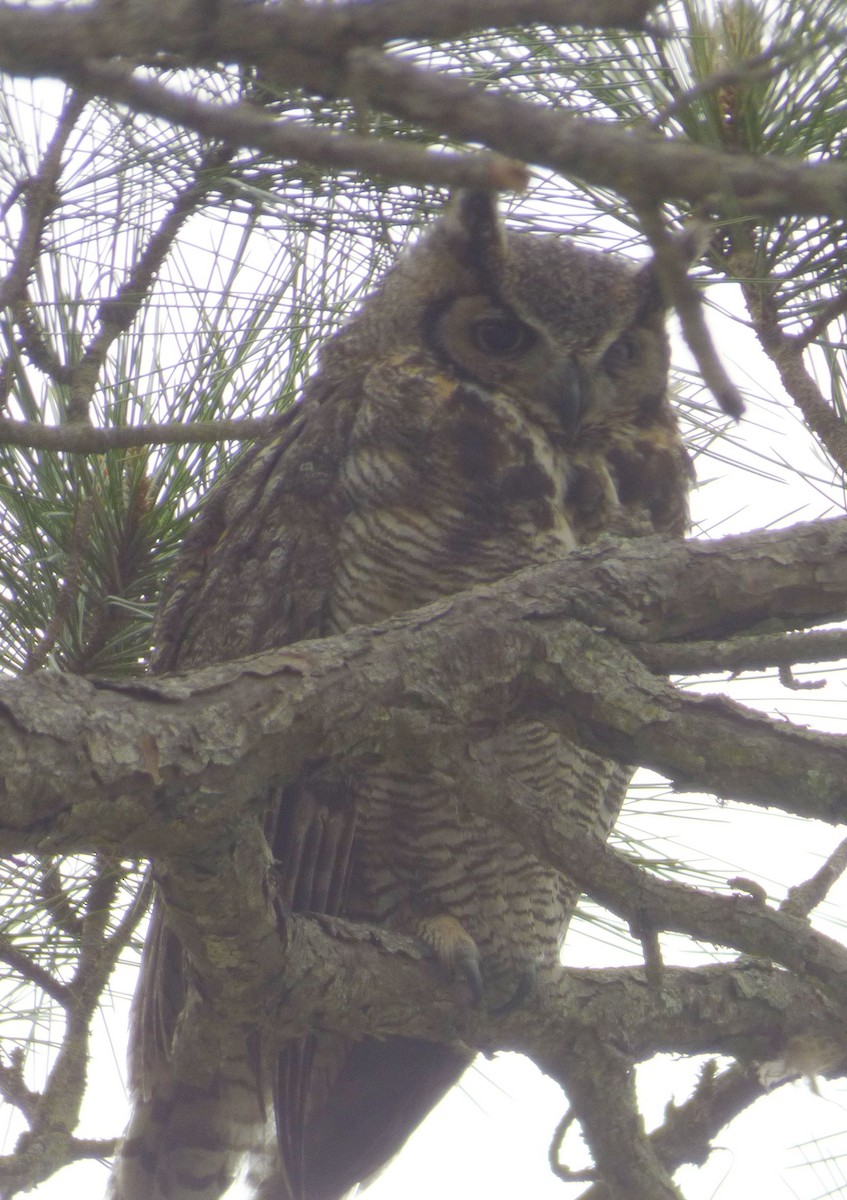 Great Horned Owl - ML616872886