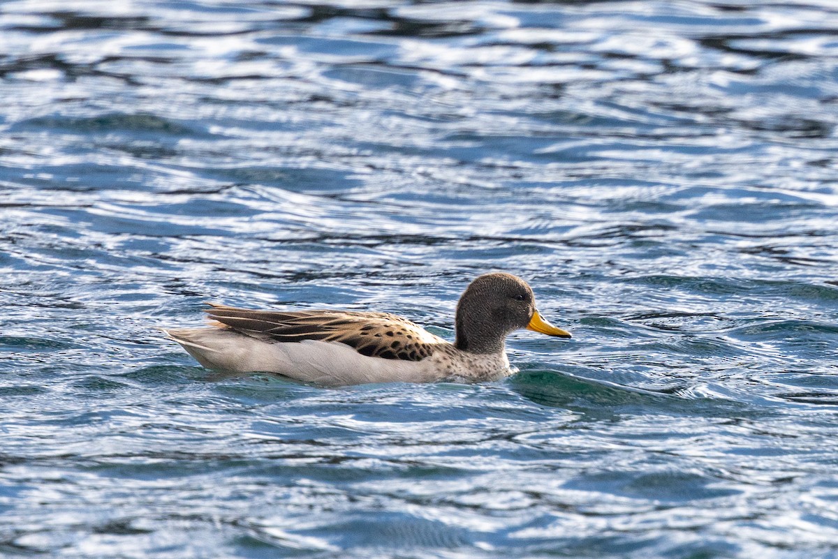 Yellow-billed Teal - ML616872894