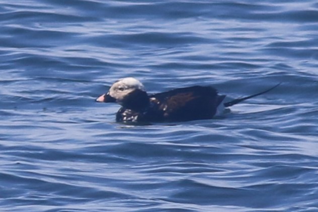 Long-tailed Duck - ML616872959