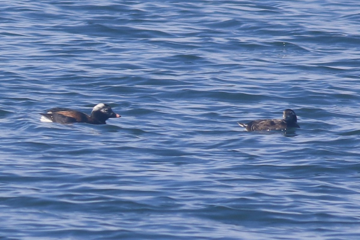 Long-tailed Duck - ML616872960