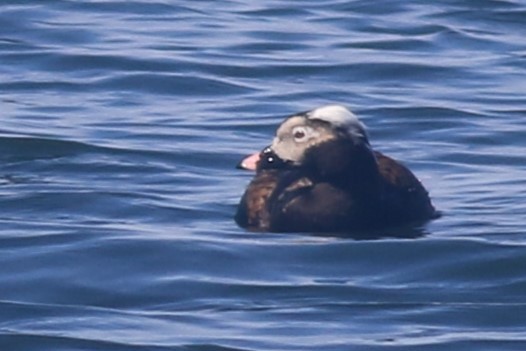 Long-tailed Duck - ML616872961