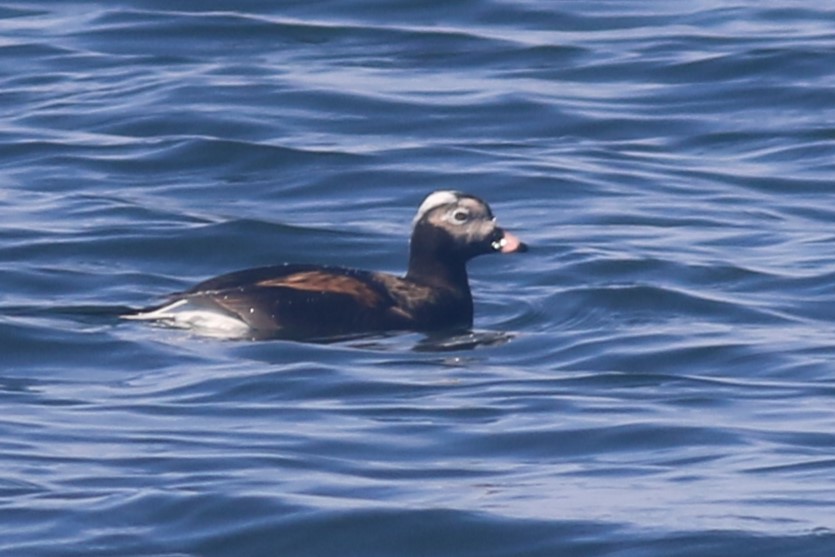 Long-tailed Duck - ML616872962