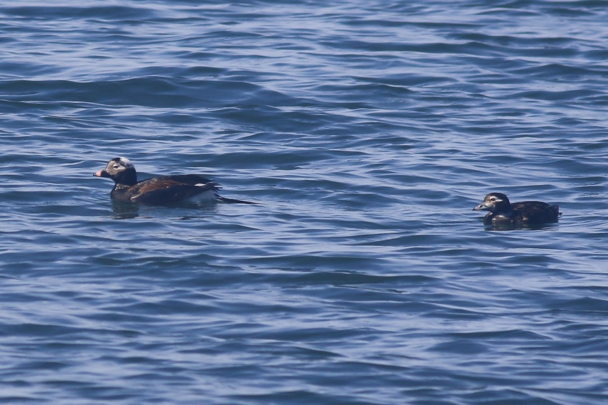 Long-tailed Duck - ML616872963
