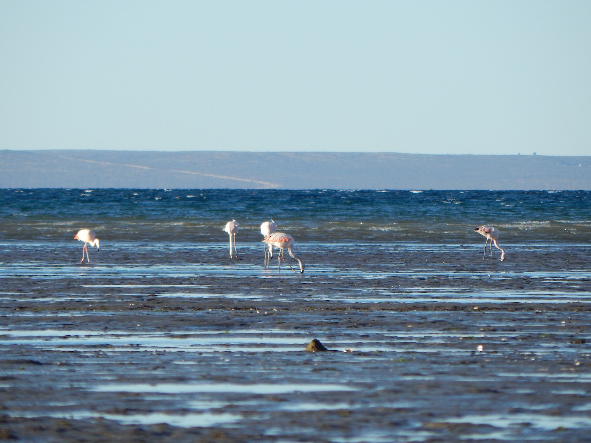 Chilean Flamingo - ML616872977
