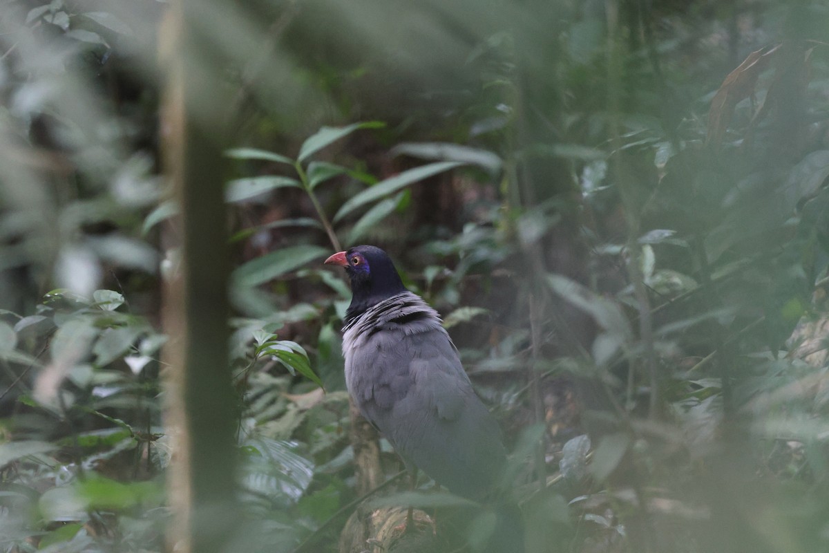 Coral-billed Ground-Cuckoo - Gabriel Leite