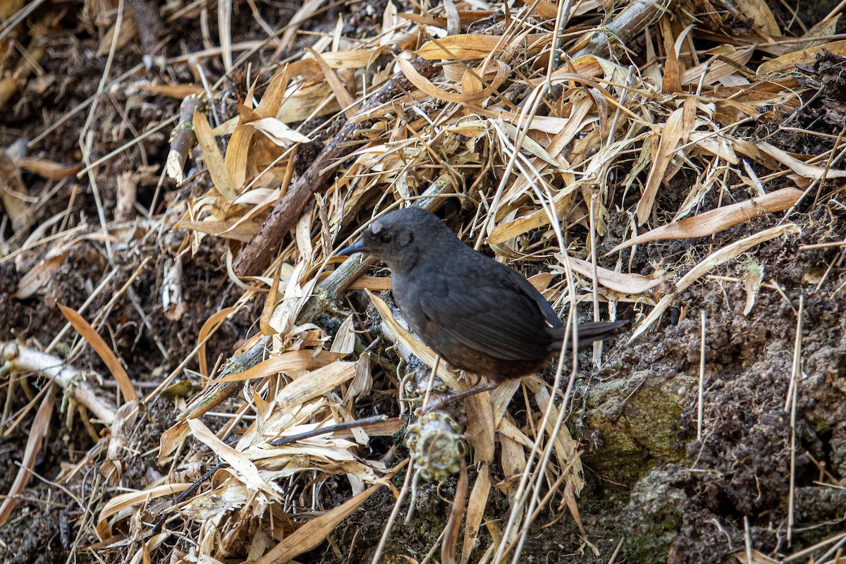 Caracas Tapaculo - Francisco Russo