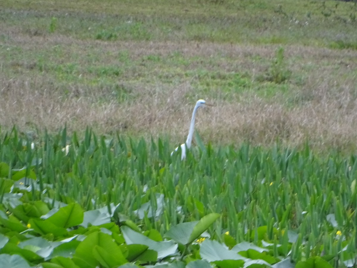 Great Egret - ML616873055