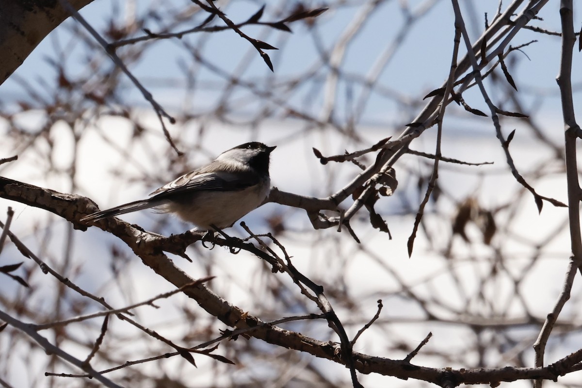 Mésange à tête noire - ML616873069