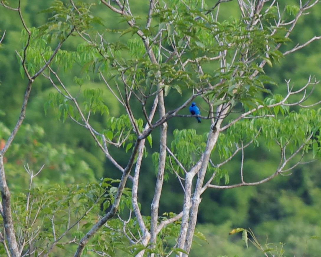 Blue Cotinga - ML616873073