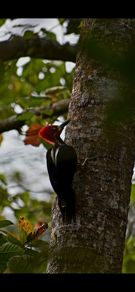 Crimson-crested Woodpecker - Chris Gardiner