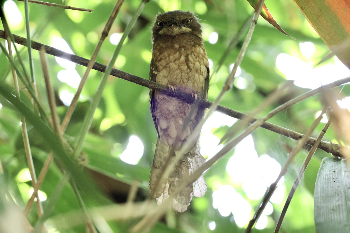 Gould's Frogmouth - ML616873141