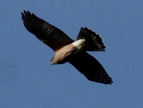 Cooper's Hawk - ML616873155