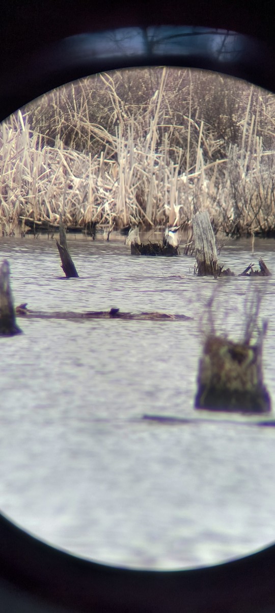 Northern Pintail - Chad Kendall