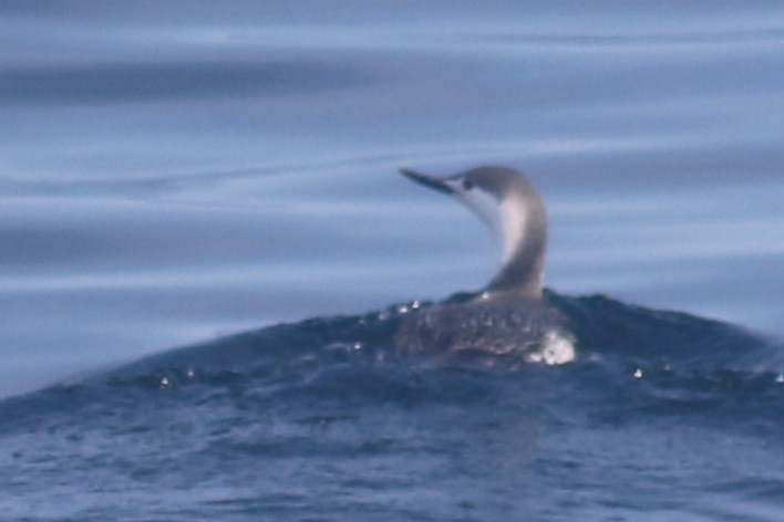 Red-throated Loon - ML616873244