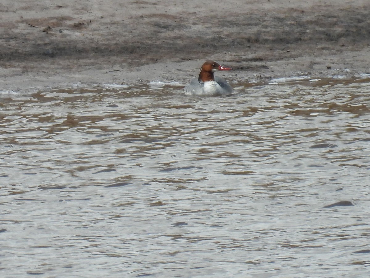 Common Merganser - ML616873328