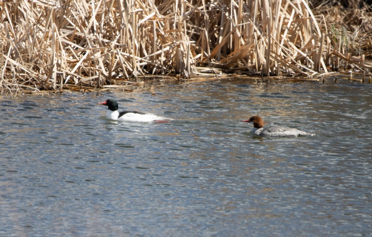 Red-breasted Merganser - ML616873353