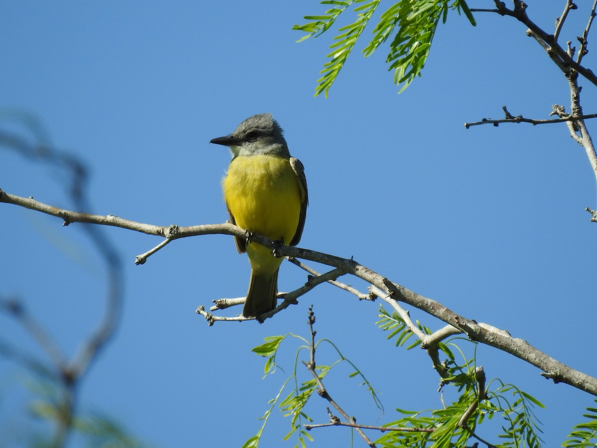 Couch's Kingbird - ML616873355