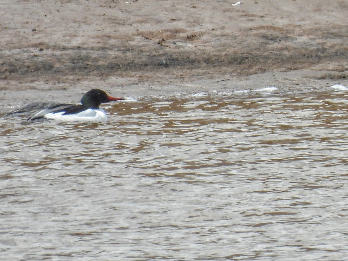 Common Merganser - ML616873364