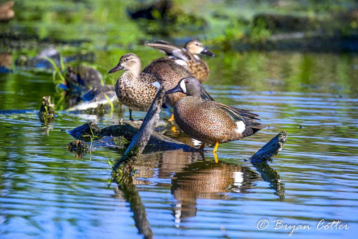 Blue-winged Teal - ML616873400