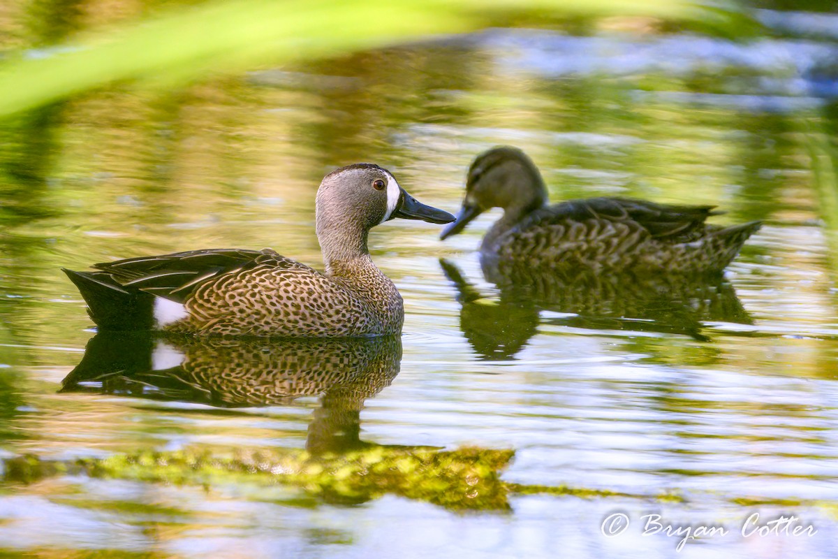 Blue-winged Teal - ML616873405