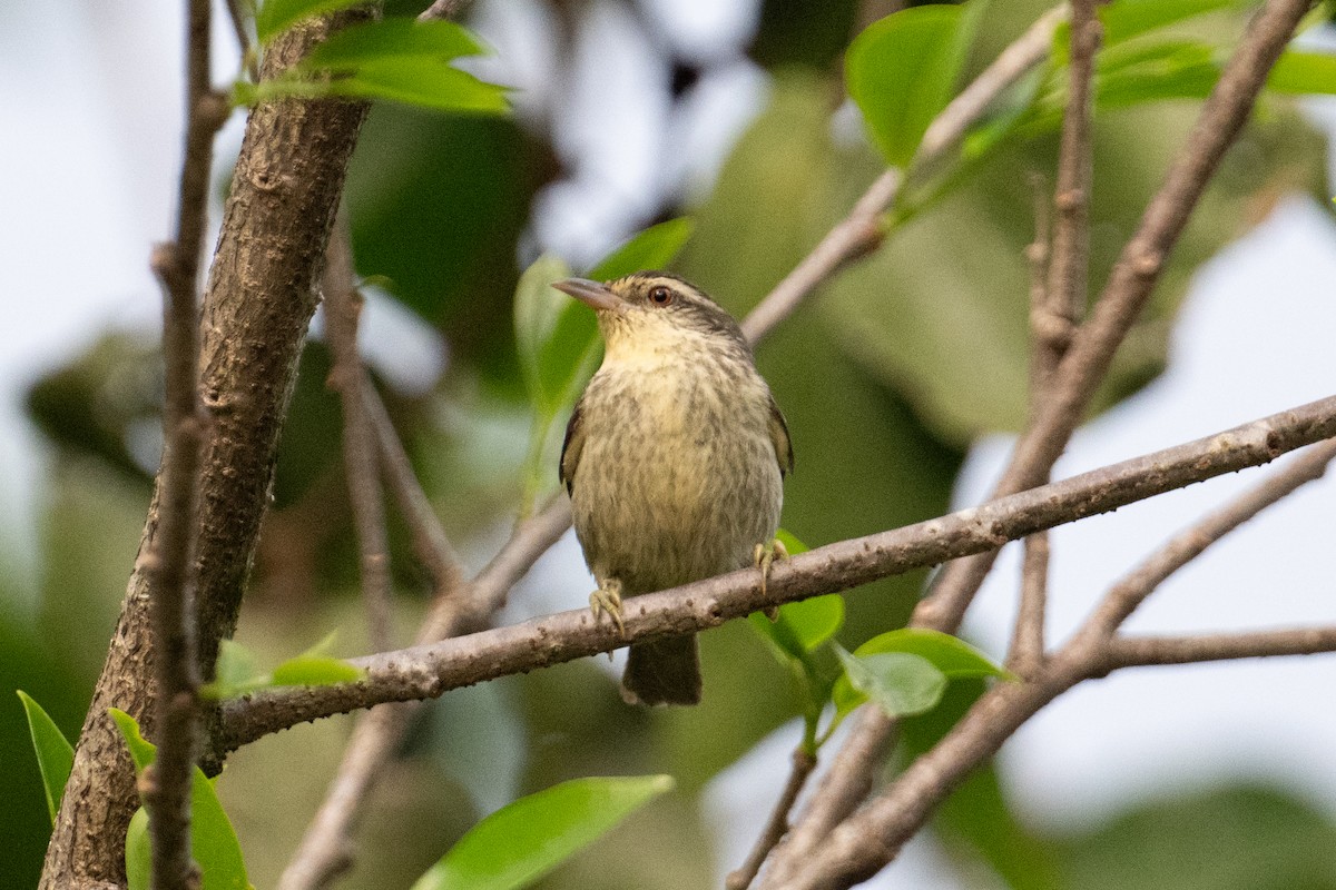 Double-banded Graytail - John C. Mittermeier