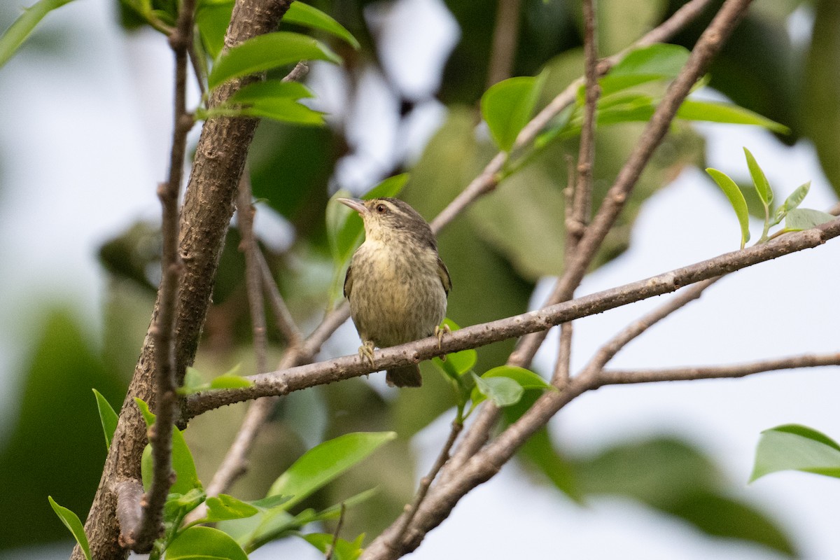 Double-banded Graytail - John C. Mittermeier