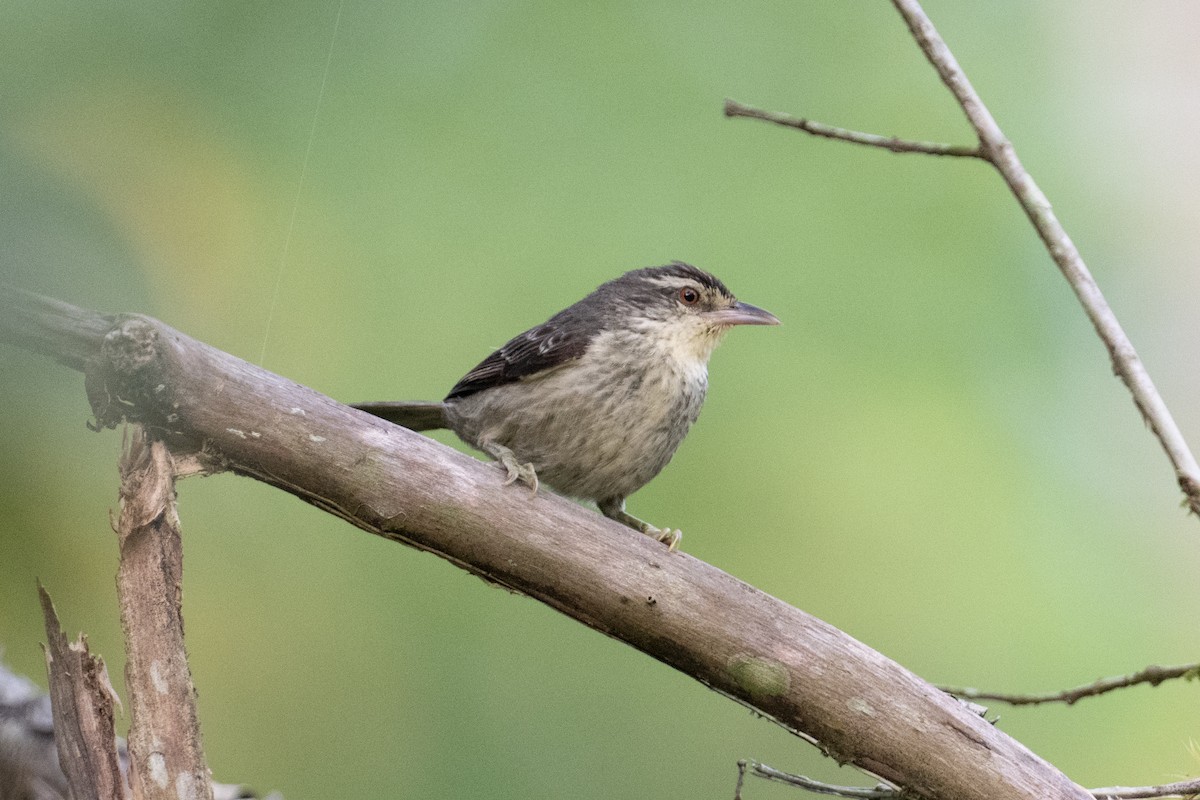 Double-banded Graytail - John C. Mittermeier