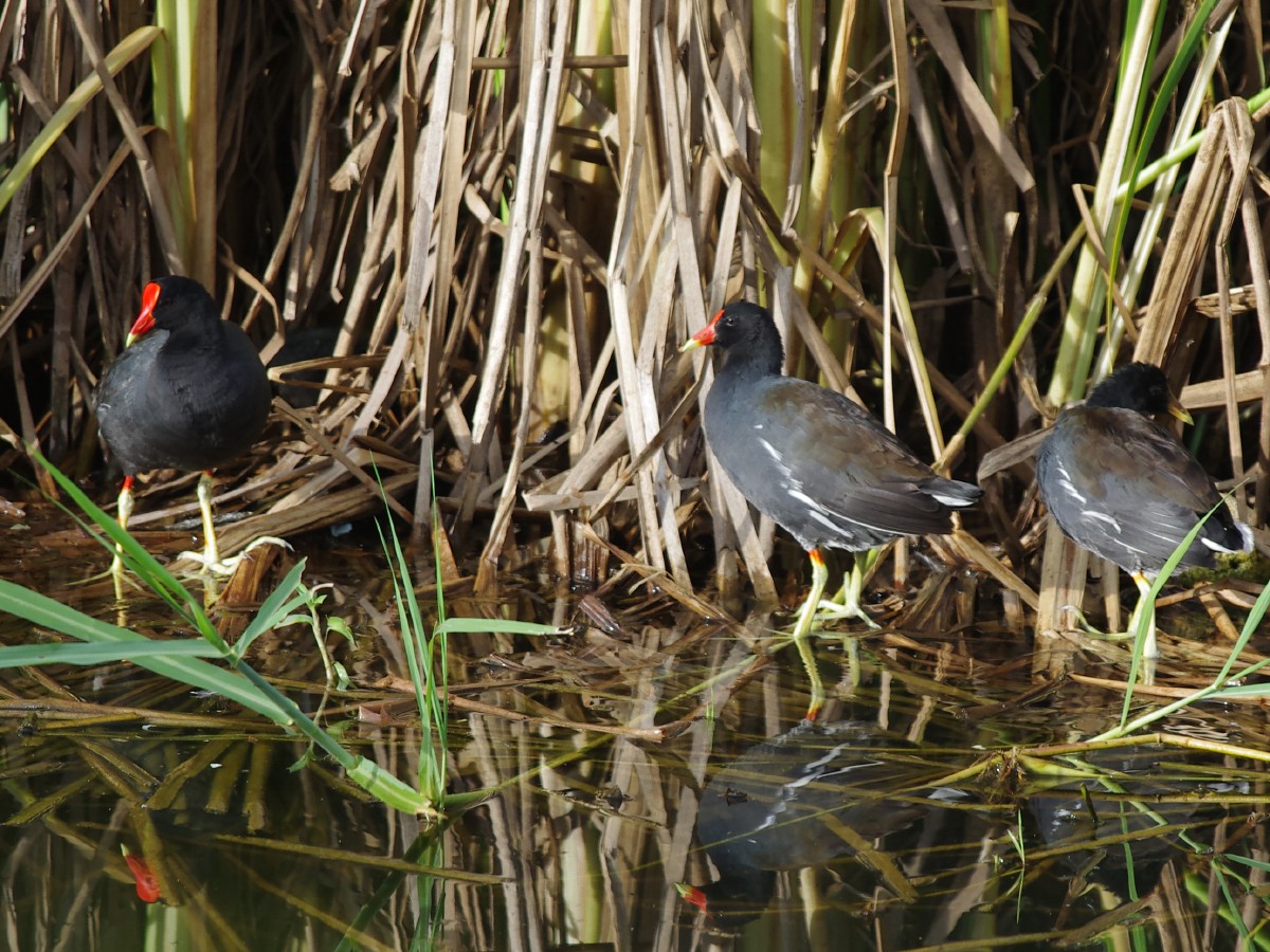 Common Gallinule - ML616873435