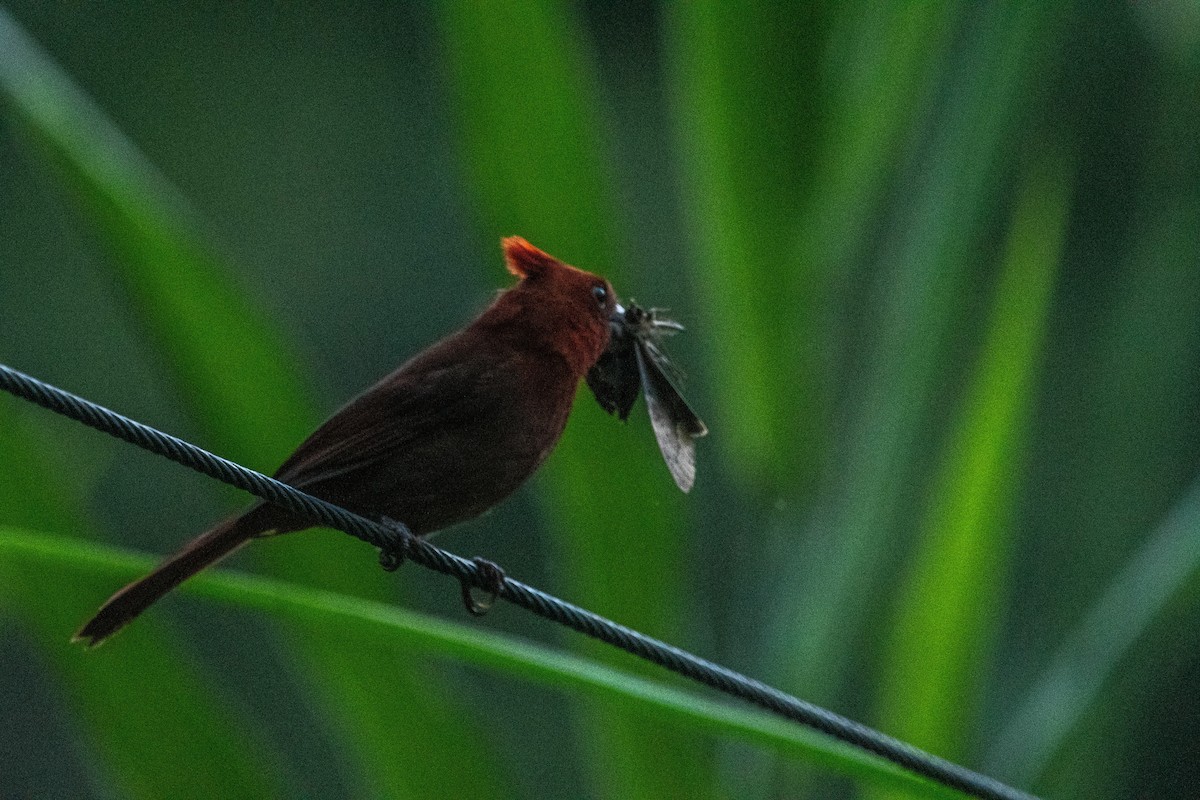 Crested Ant-Tanager - Frederico Crema Leis