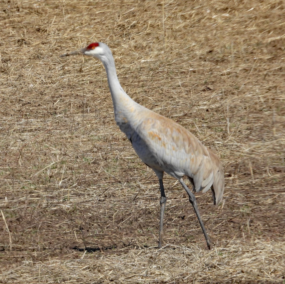 Sandhill Crane - ML616873446