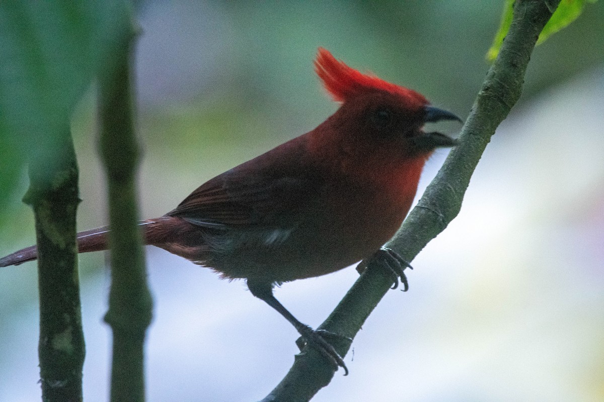 Crested Ant-Tanager - Frederico Crema Leis