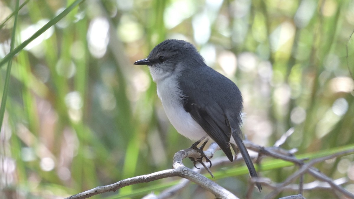 White-breasted Robin - Elaine Rose