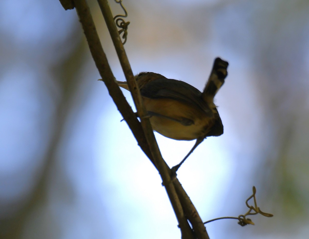 Long-billed Gnatwren - ML616873531