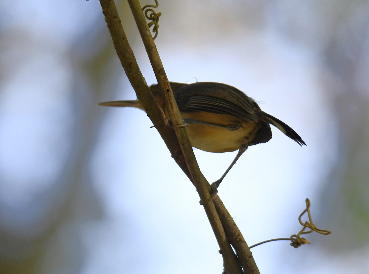 Long-billed Gnatwren - ML616873537