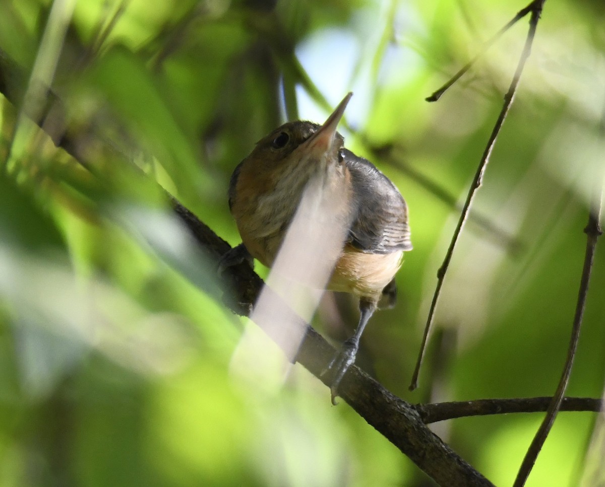 Long-billed Gnatwren - ML616873543