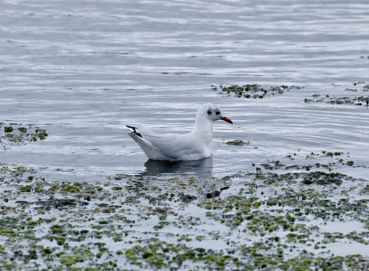 Brown-hooded Gull - ML616873544