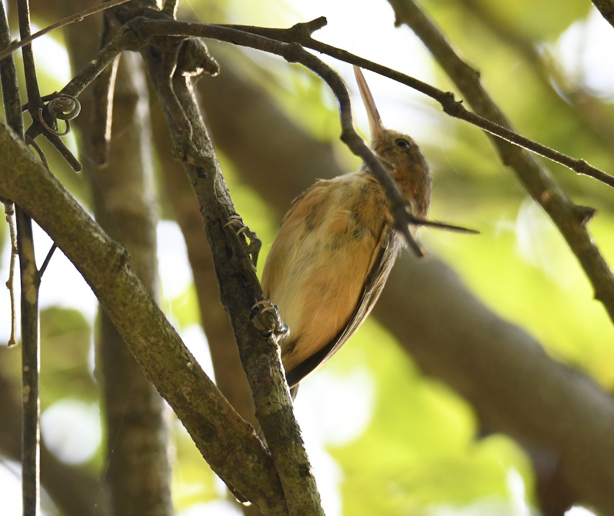 Long-billed Gnatwren - ML616873545