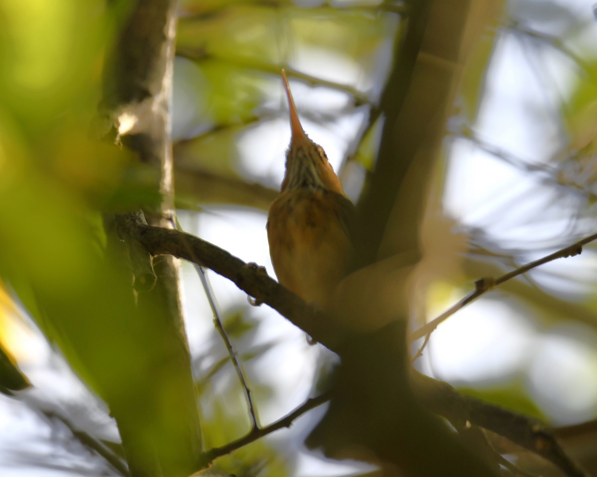 Long-billed Gnatwren - ML616873546