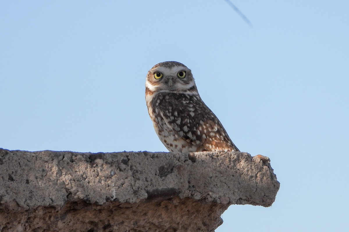 Burrowing Owl - ML616873567
