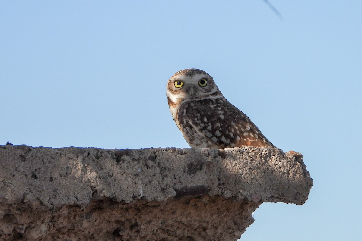 Burrowing Owl - ML616873568
