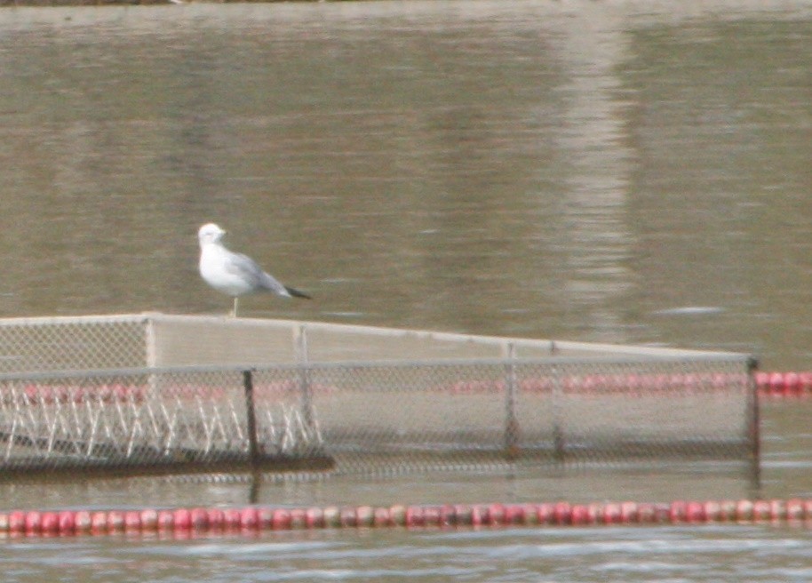 Ring-billed Gull - Avery Chan