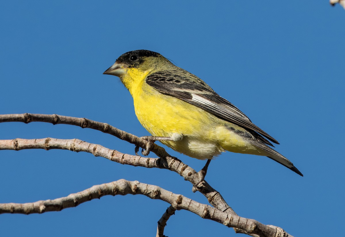 Lesser Goldfinch - Daniel Ward