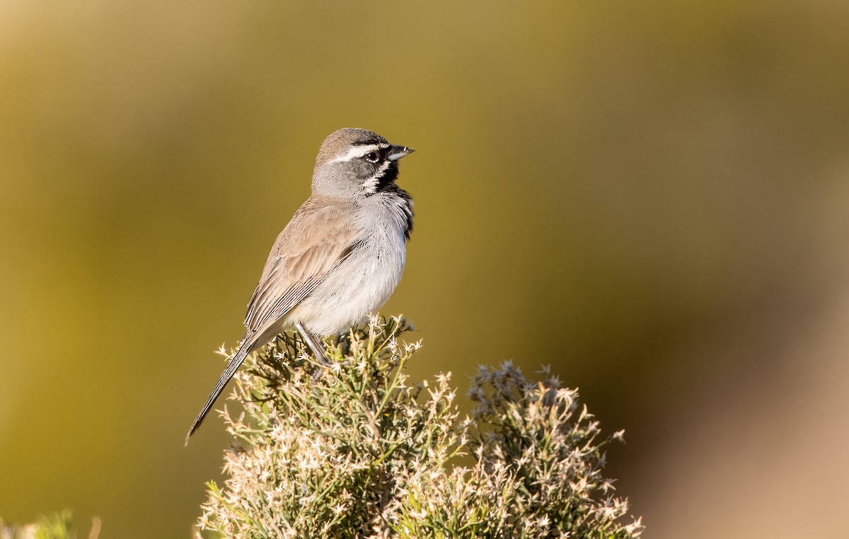 Black-throated Sparrow - ML616873653